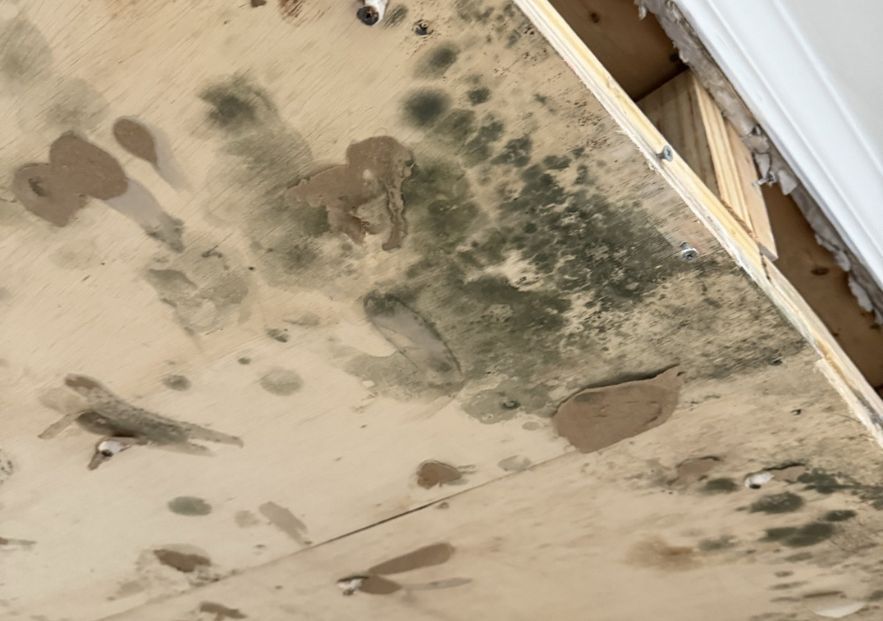 What Is The Average Cost Of Mold Remediation In Broomfield Co