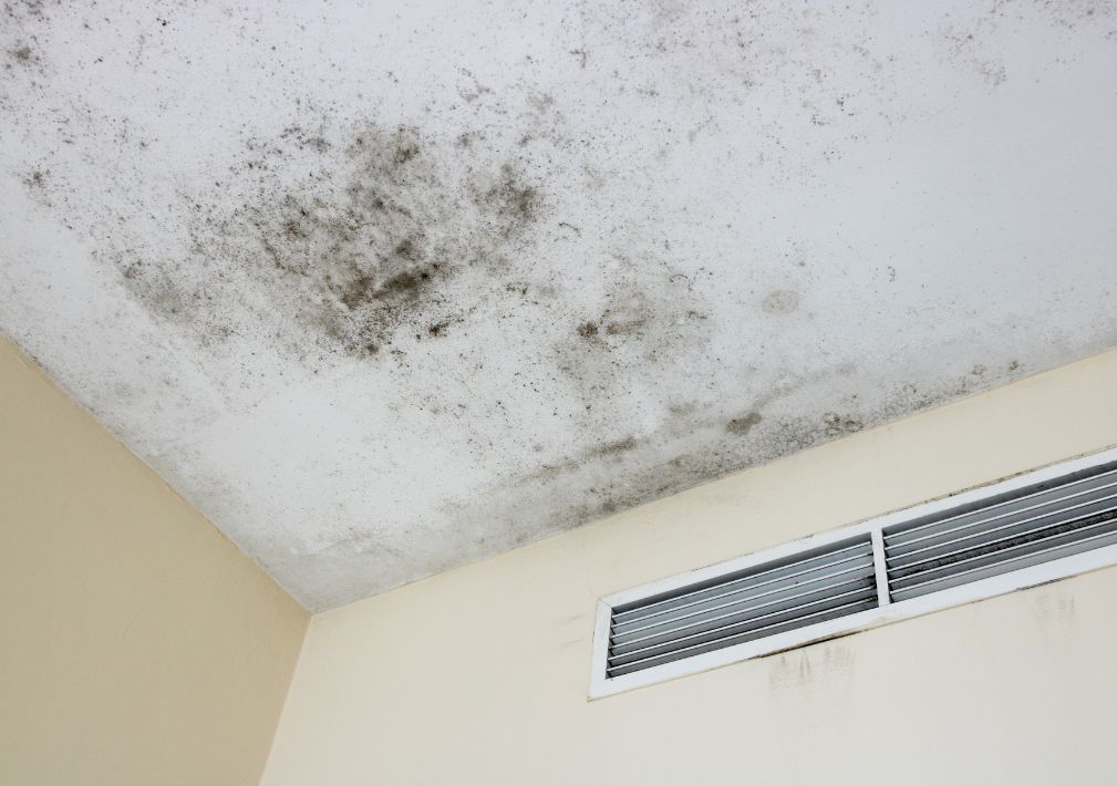 What Are The Health Risks Of Mold Exposure In Denver