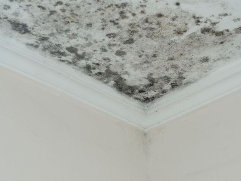 What Is The Average Cost Of Mold Removal In Deltona
