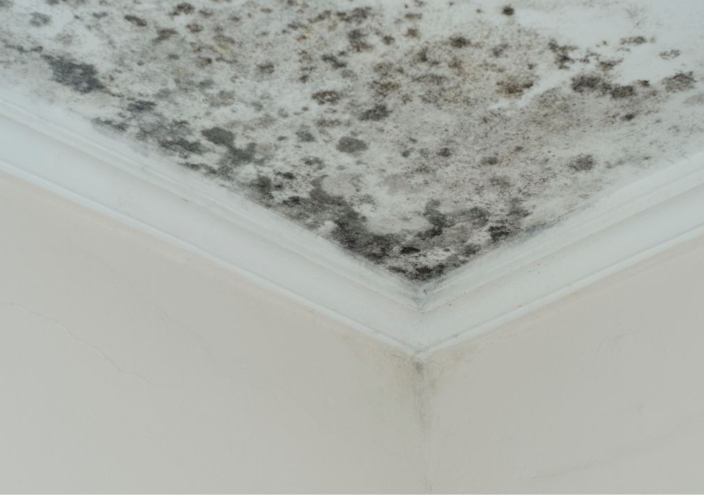 What Is The Average Cost Of Mold Removal In Deltona