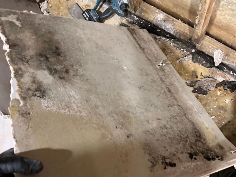 What Is The Average Cost Of Mold Remediation In Gibsonton Fl