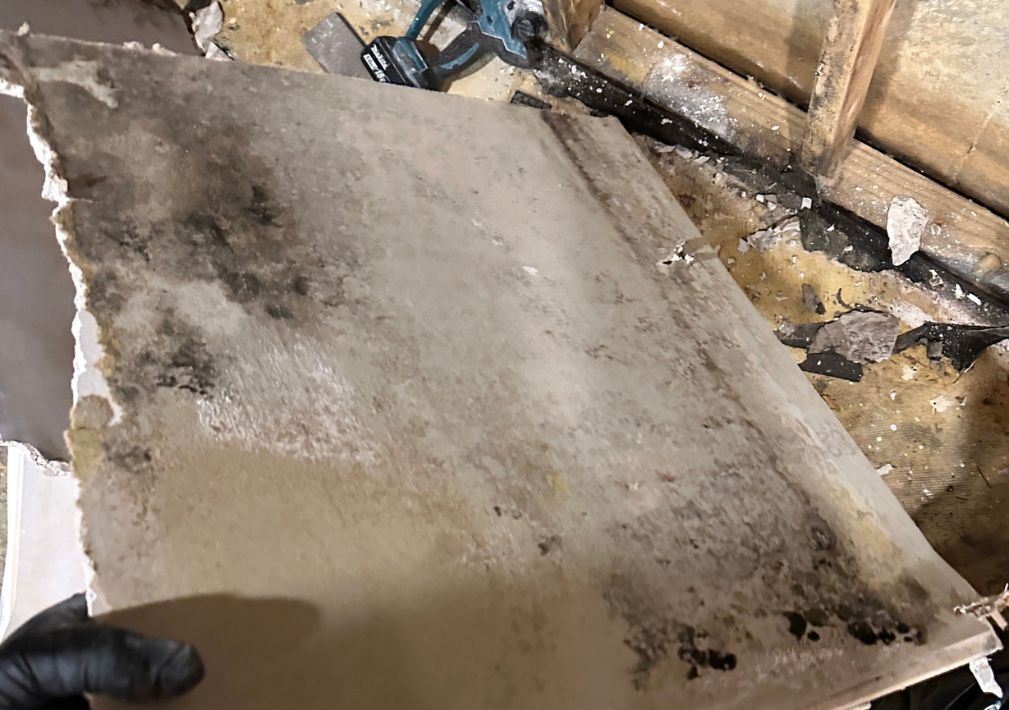 What Is The Average Cost Of Mold Remediation In Gibsonton Fl
