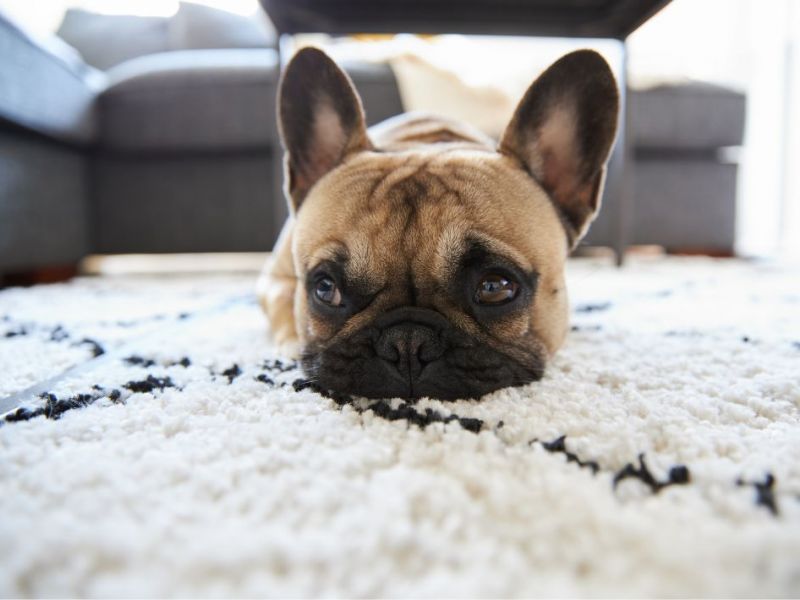 What Is The Average Cost Of Odor Removal In Riverview Fl