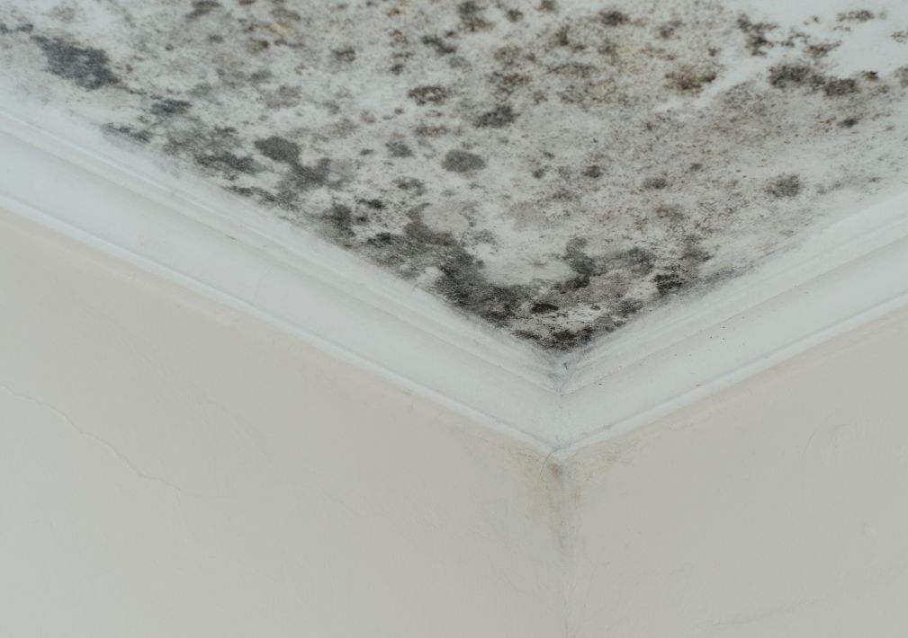 What Is The Average Cost Of Mold Remediation In Dover Fl