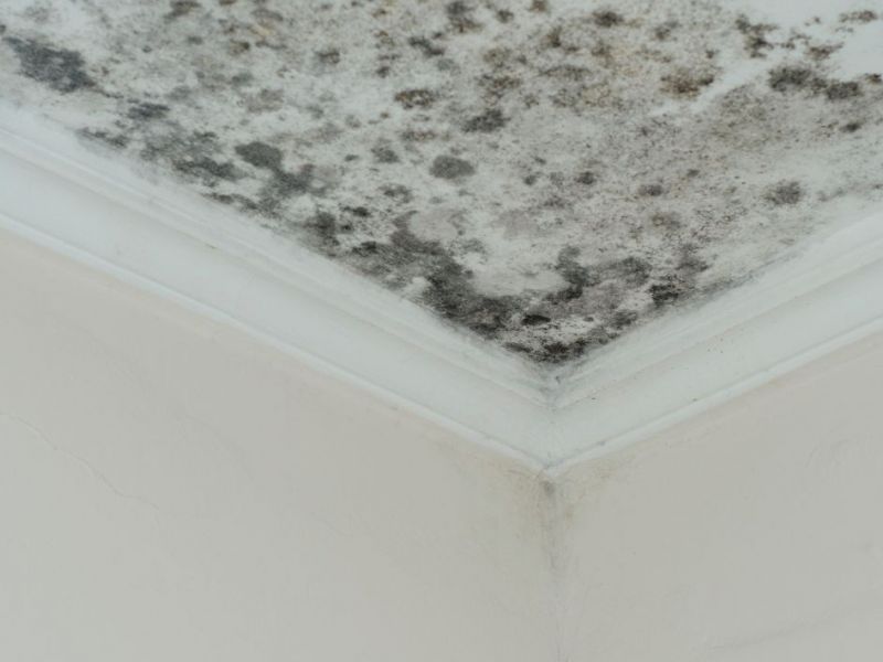 What Is The Average Cost Of Mold Remediation In Dover Fl