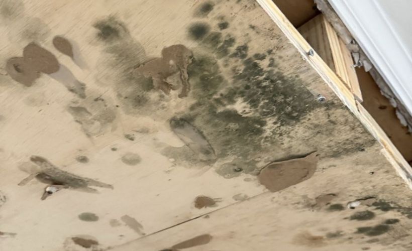What Is The Average Cost Of Mold Remediation In Milford Ma