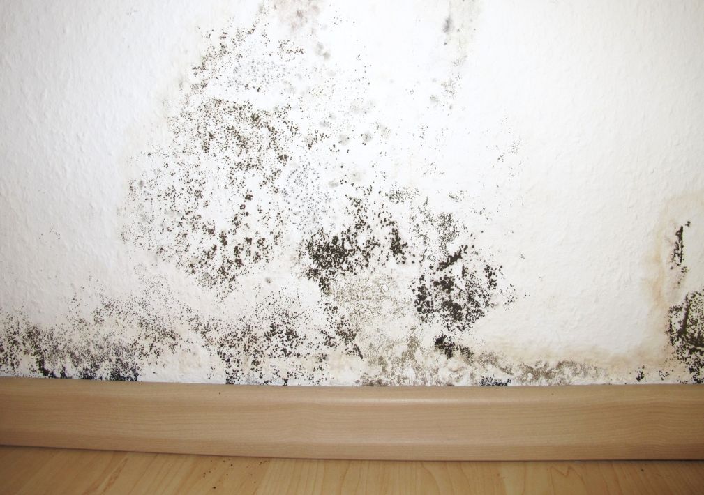What Is The Average Cost Of Mold Remediation In Harvard Ma