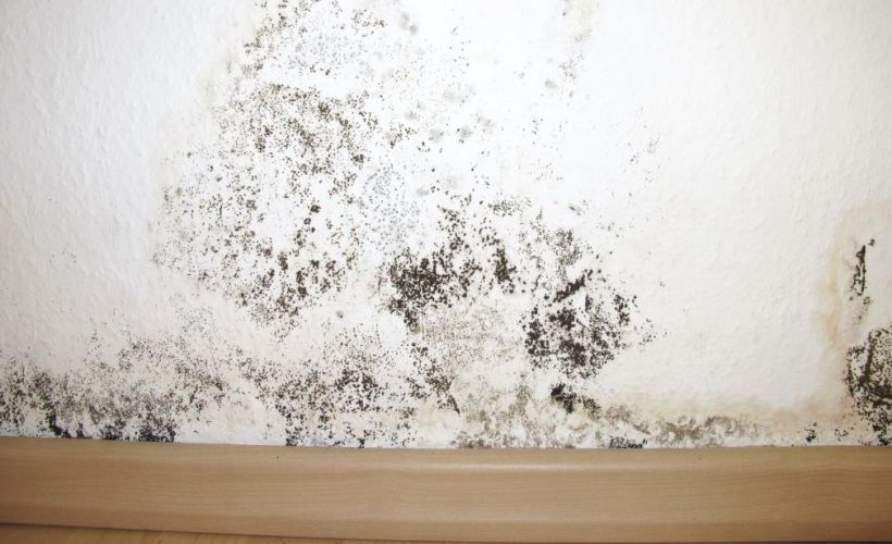 What Is The Average Cost Of Mold Remediation In Harvard Ma