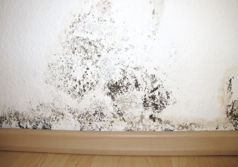 What Is The Average Cost Of Mold Remediation In Loveland