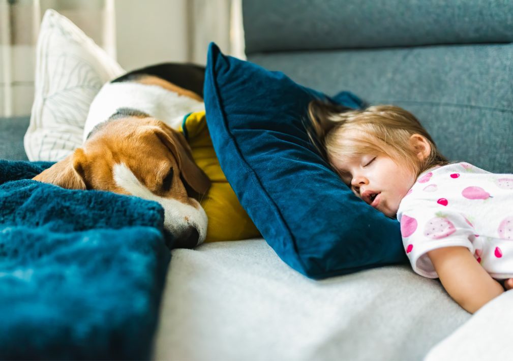What Is The Average Cost Of Upholstery Cleaning In Miramar Fl