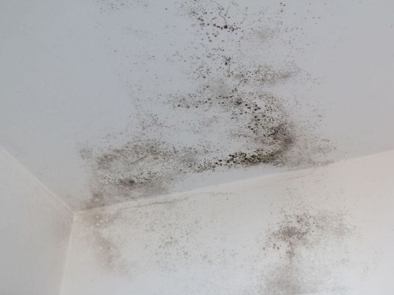 What Is The Average Cost Of Mold Remediation In Hollywood Fl