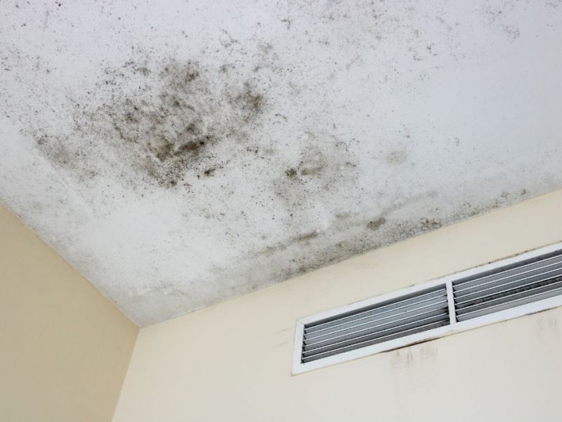 What Is The Average Cost Of Mold Remediation In Aventura