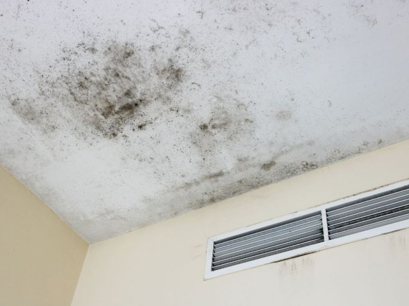 What Is The Average Cost Of Mold Remediation In Plantation Fl