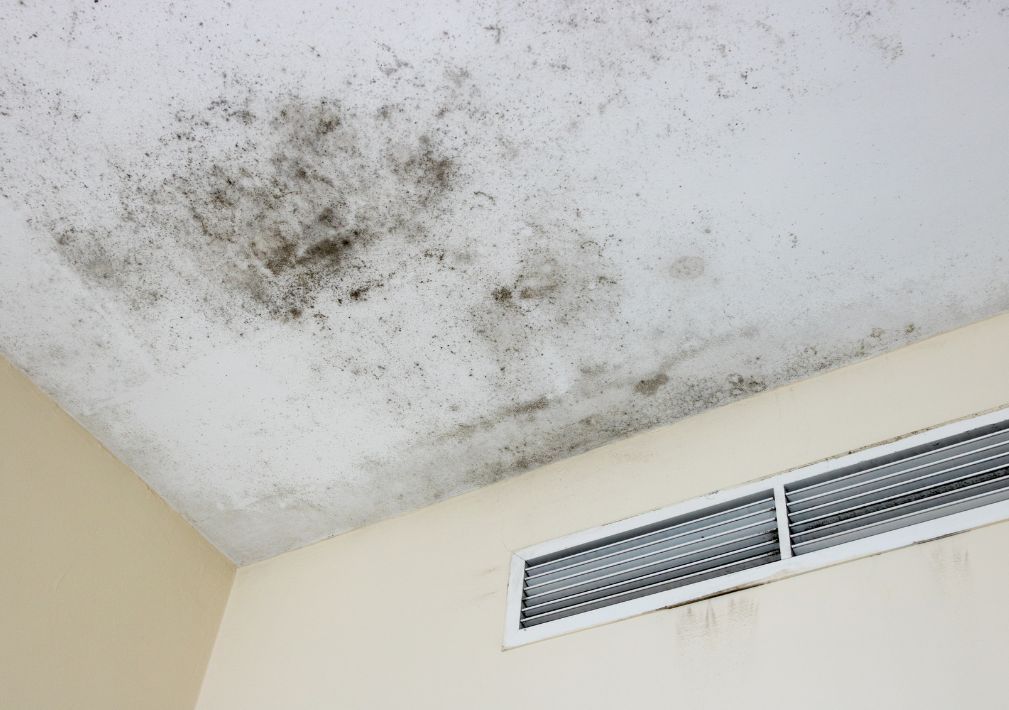 What Is The Average Cost Of Mold Remediation In Plantation Fl