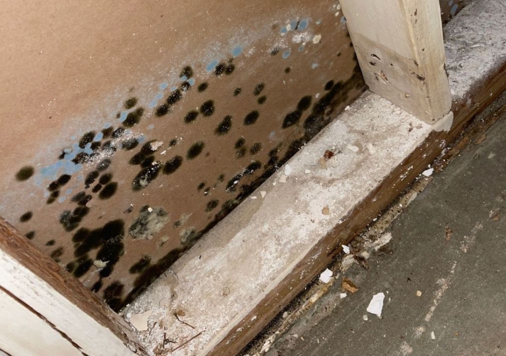 What Is The Average Cost Of Mold Remediation In Grand Prairie Tx