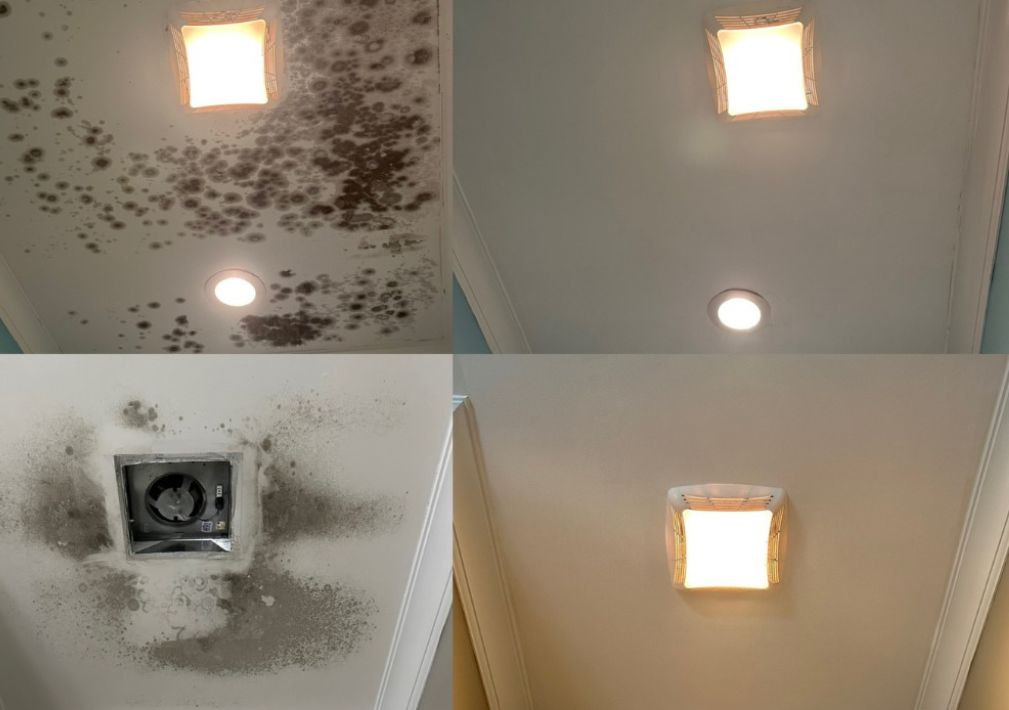 What Is The Average Cost Of Mold Remediation In Franklin Wi