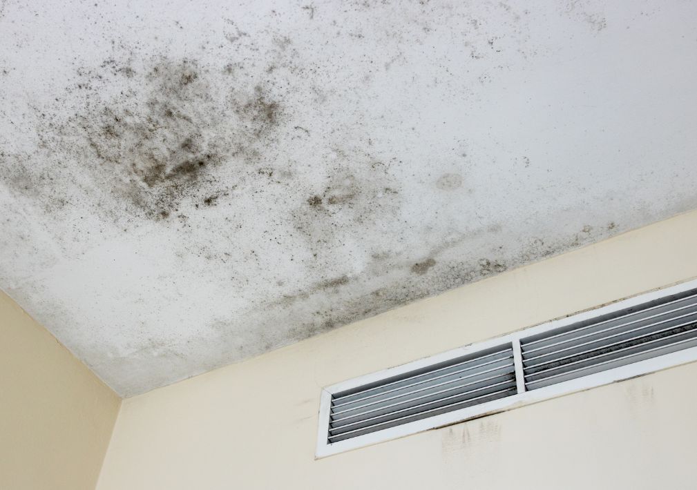 What Is The Average Cost Of Mold Remediation In New Berlin Wi