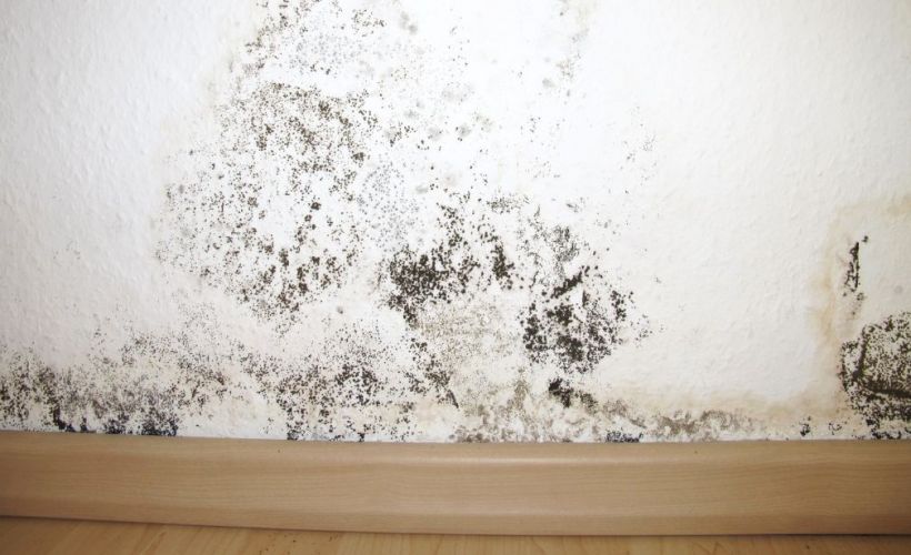 What Is The Average Cost Of Mold Remediation In Big Bend