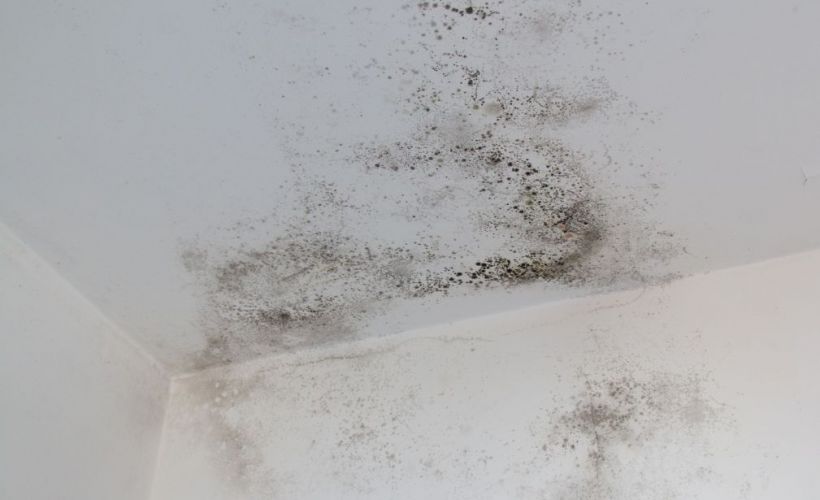 What Is The Average Cost Of Mold Remediation In Gallatin