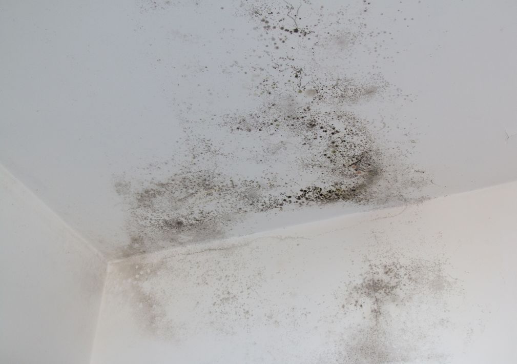 What Is The Average Cost Of Mold Remediation In Gallatin