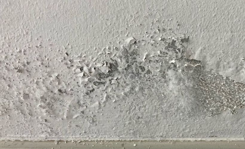 What Is The Average Cost Of Mold Remediation In Ada Mi