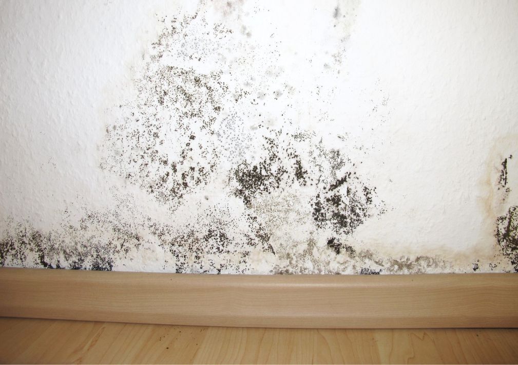 What Is The Average Cost Of Mold Removal In Irving Tx