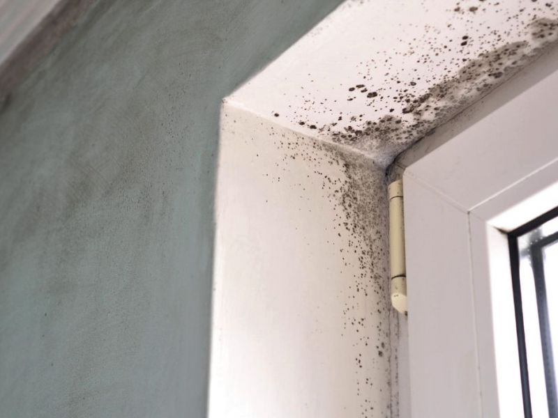 What Is The Average Cost Of Mold Remediation In Needham