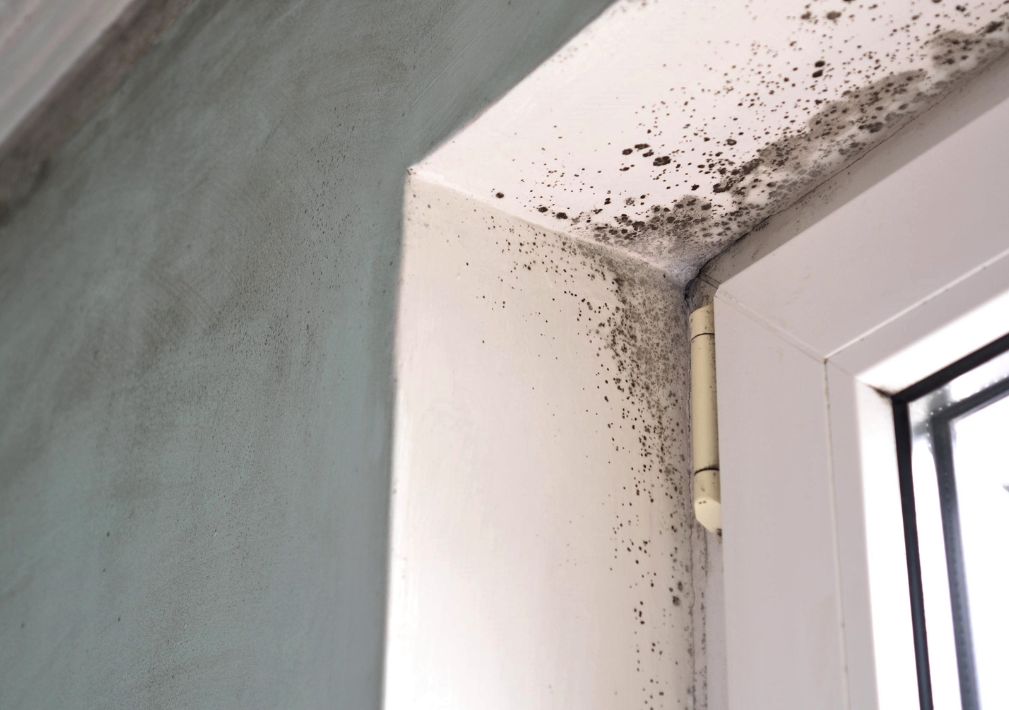 What Is The Average Cost Of Mold Remediation In Needham