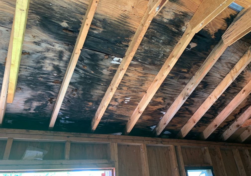 What Is The Average Cost Of Mold Damage Restoration In Fort Mill Sc