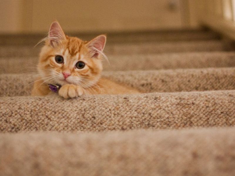 What Is The Average Cost Of Odor Removal In Conroe Tx