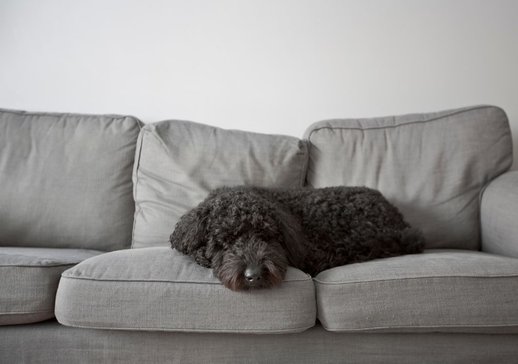 What Is The Average Cost Of Odor Removal In Conroe Tx