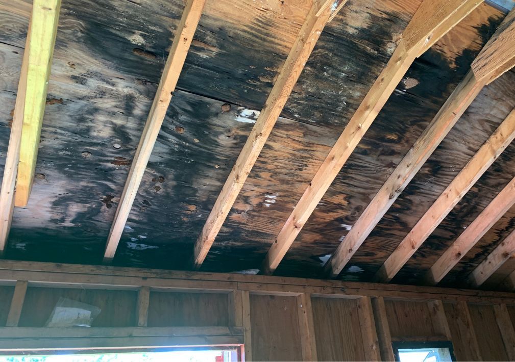 What Is The Average Cost Of Mold Removal In Willis