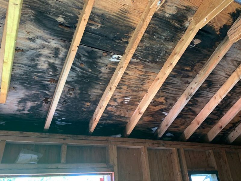 What Is The Average Cost Of Mold Removal In Willis