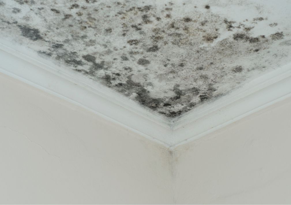 What Is The Average Cost Of Mold Remediation In Montgomery Tx