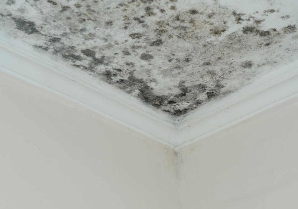 What Is The Average Cost Of Mold Remediation In Scottsdale Az