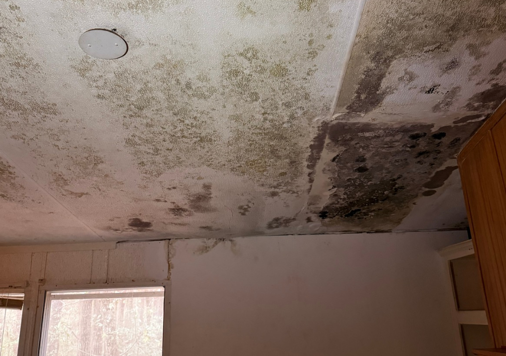 How Water Damage Lead to Mold Growth in San Antonio