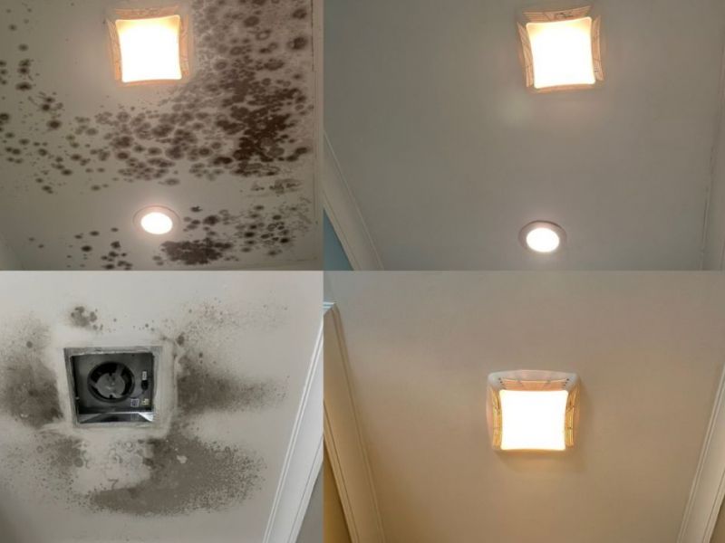 What Is The Average Cost Of Mold Remediation In Boerne Tx
