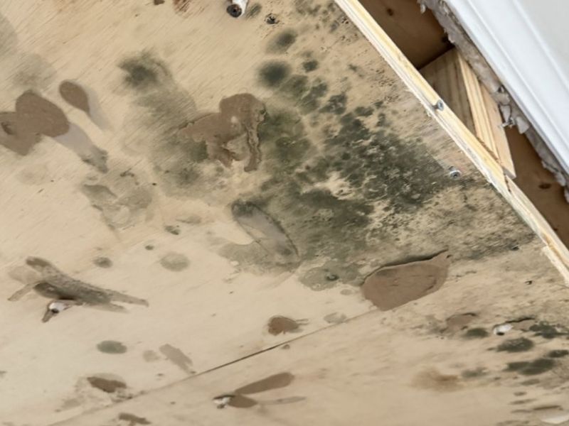 What Is The Average Cost Of Mold Remediation In Greensboro Nc