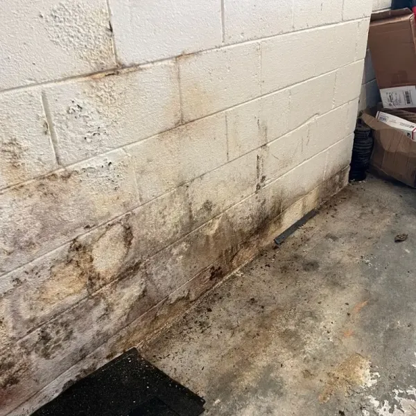 High Quality Commercial Mold Remediation Services