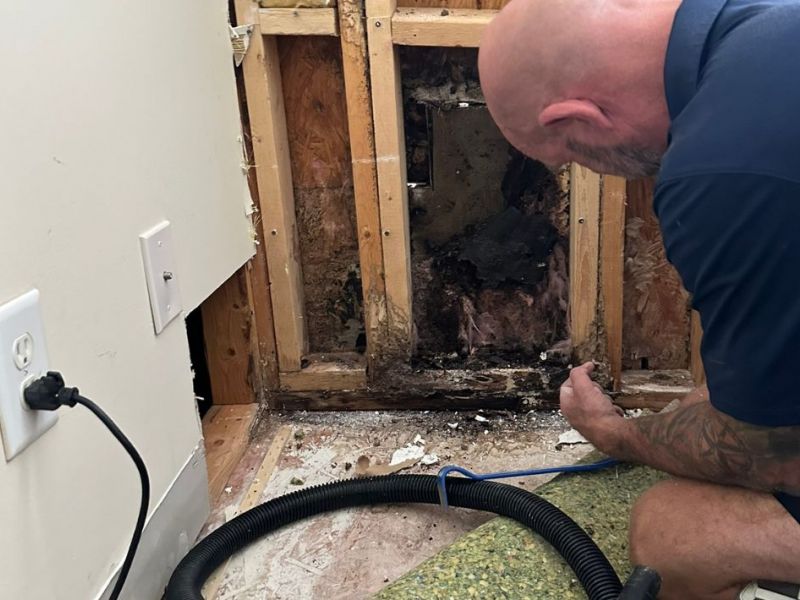What Is The Average Cost Of Mold Damage Restoration In Winterville