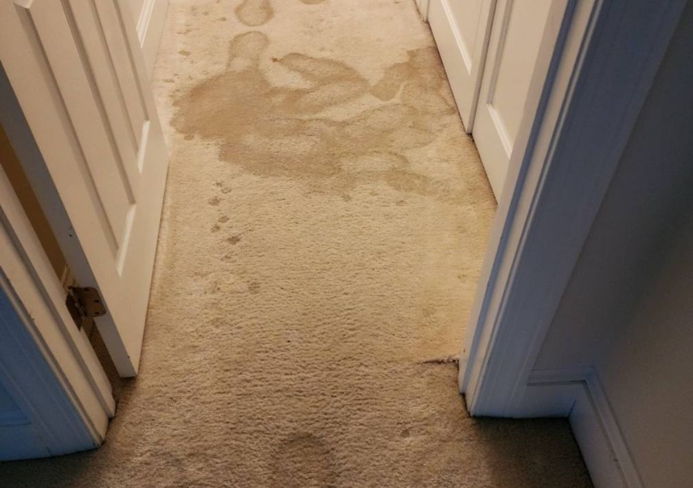 What Is The Average Cost Of Water Damage Restoration In Greenville