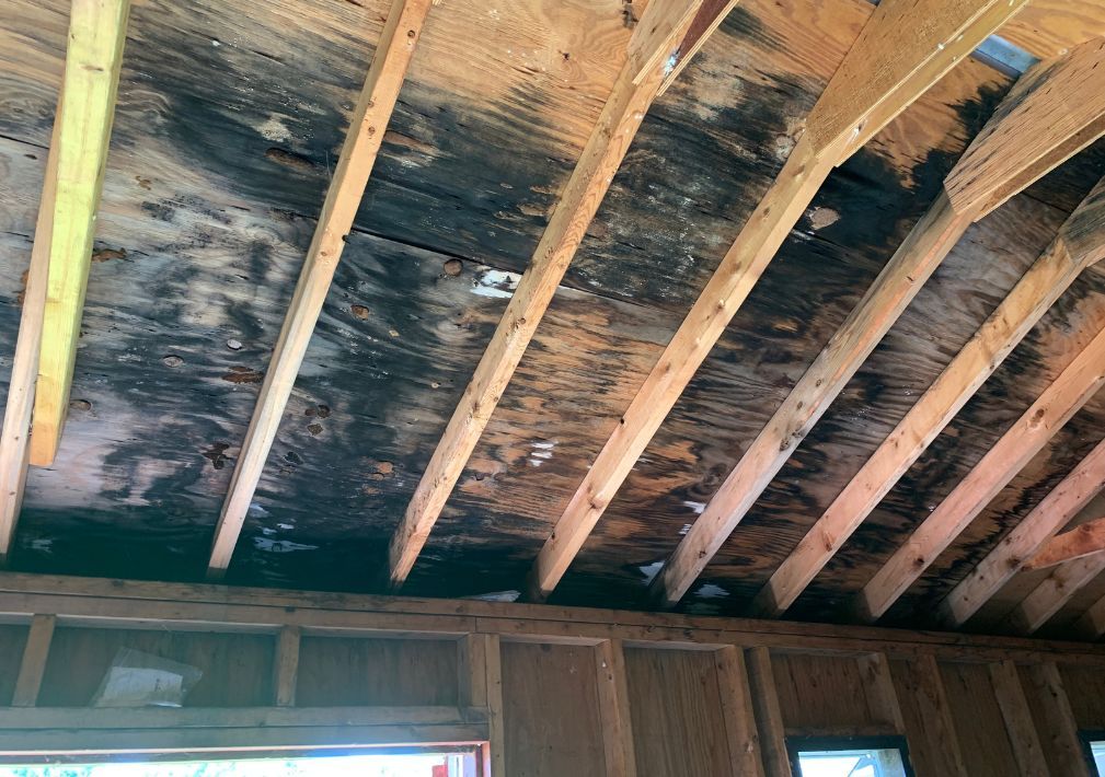 What Is The Average Cost Of Mold Remediation In Pickens S