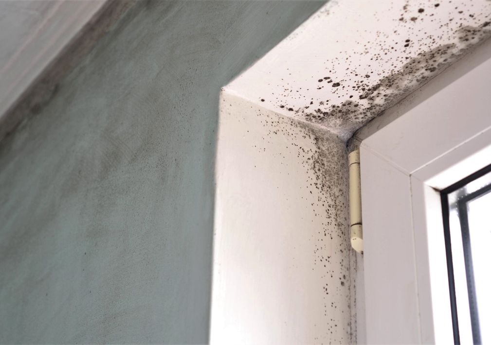 What Is The Average Cost Of Mold Remediation In Duncan Sc
