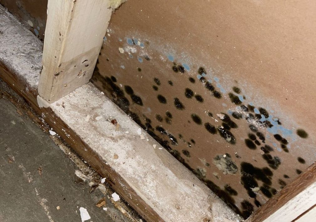 What Is The Average Cost Of Mold Remediation In Suffolk Va