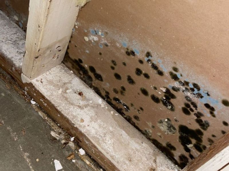 What Is The Average Cost Of Mold Remediation In Suffolk Va