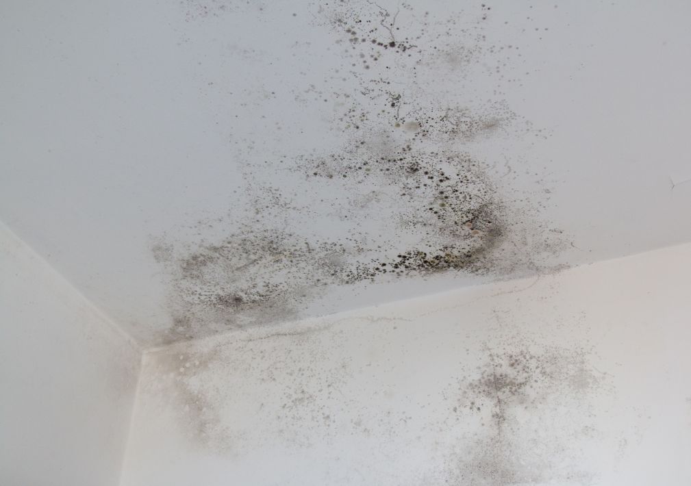 What Is The Average Cost Of Mold Remediation In New Britain Ct