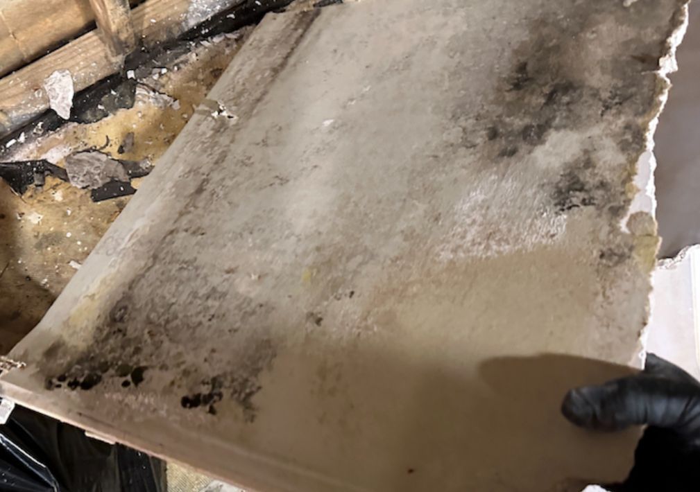 What Is The Average Cost Of Mold Remediation In Las Vegas (1)