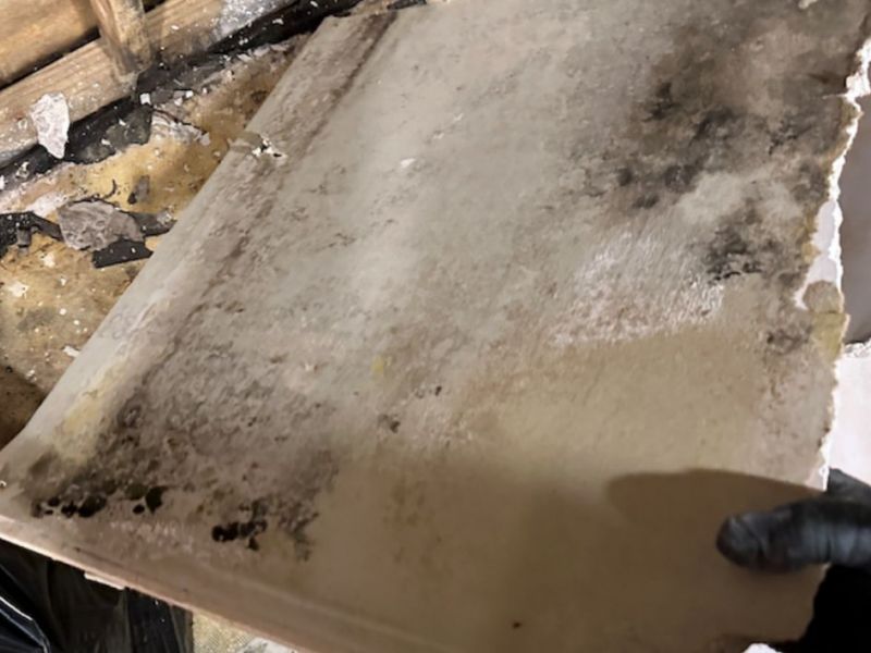 What Is The Average Cost Of Mold Remediation In Las Vegas