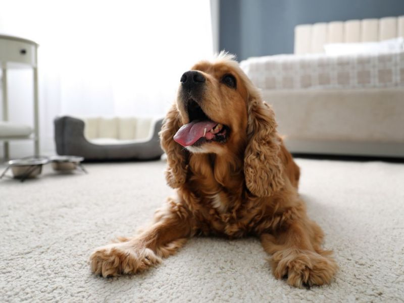 What Is The Average Cost Of Odor Removal In Henderson Nv