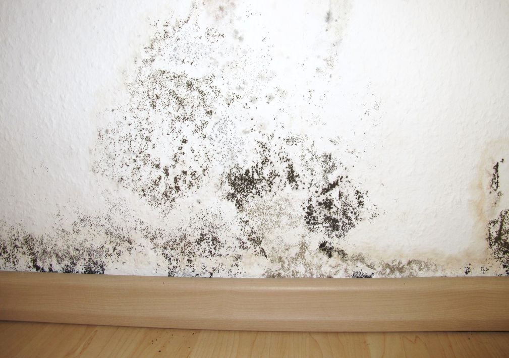 What Is The Average Cost Of Mold Removal In Friendswood